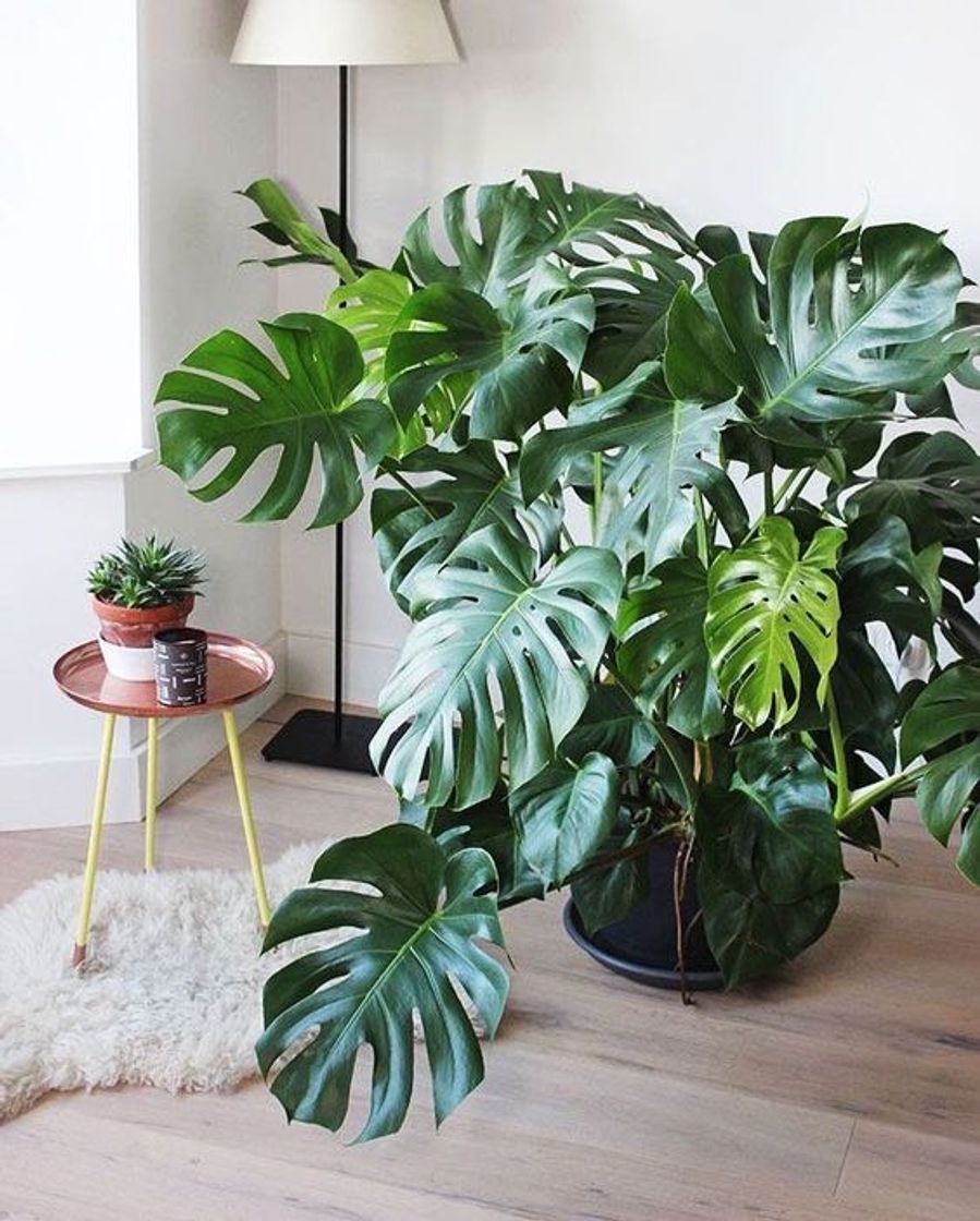 Fashion Plantas para Apartamento