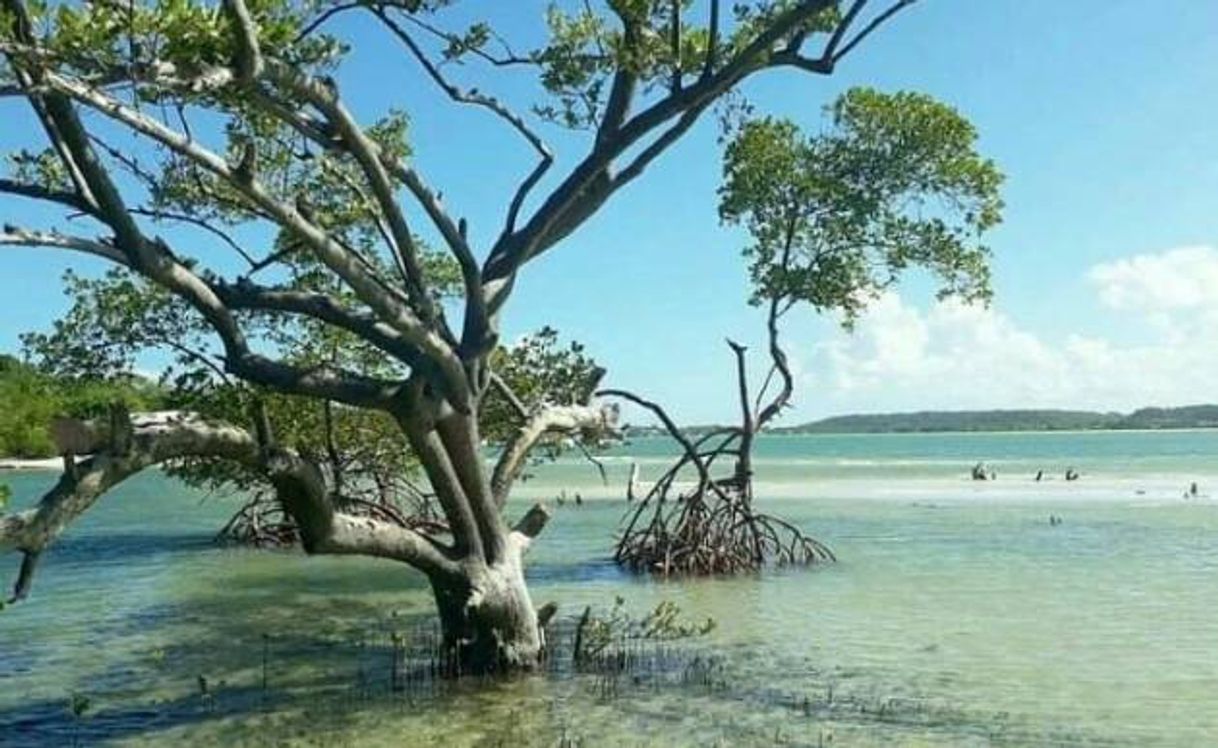 Place Barra De Catuama - Goiana Pernambuco