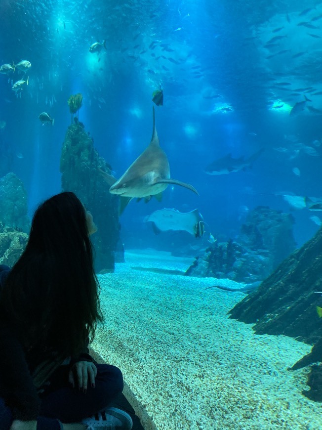 Place Oceanario de Lisboa