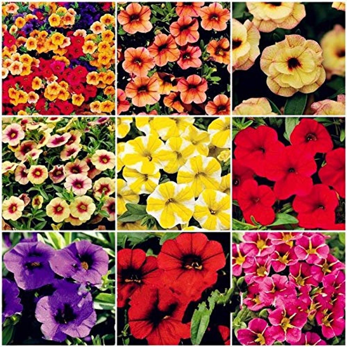 Producto Mix Calibrachoa 130 Pcs Semillas