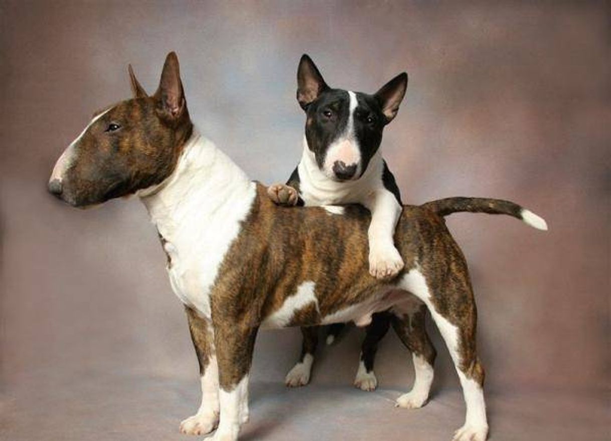 Moda Bull Terrier