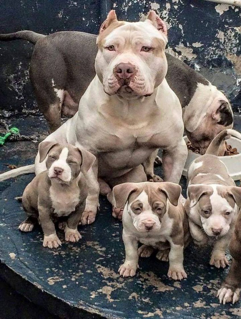 Social Perros tipo bull