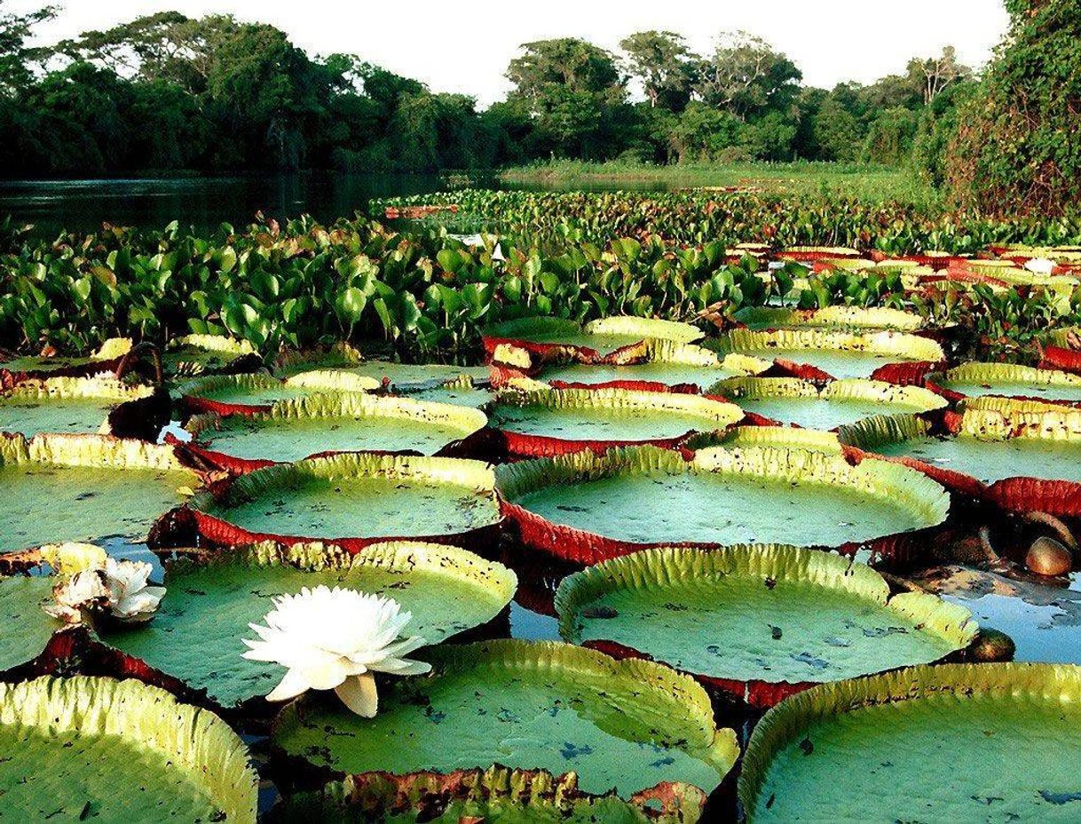 Lugar Amazonas 🇧🇷