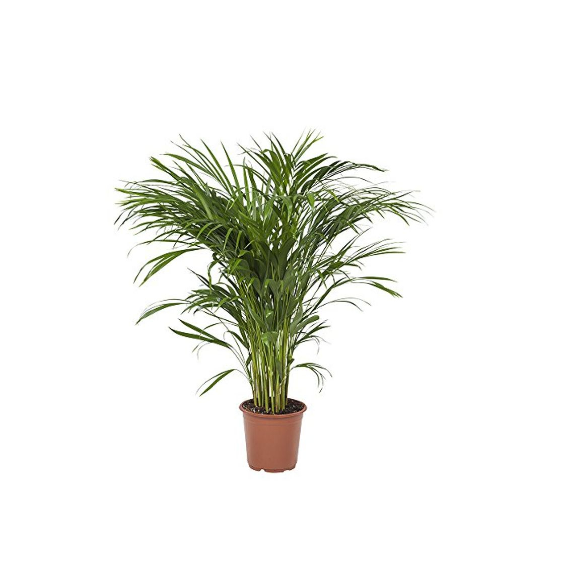 Producto Planta de interior de Botanicly – Palma Areca – Altura