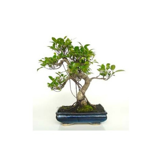 Bonsai - Ficus, 10 Años
