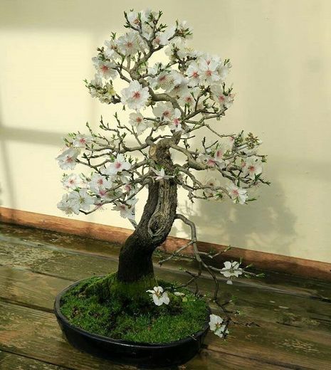 Almond bonsai tree