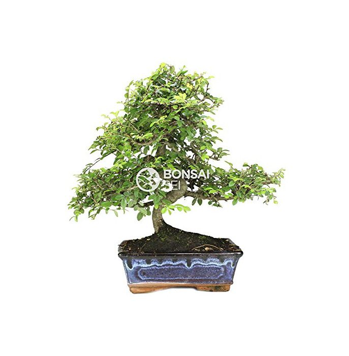 Product Bonsai - Olmo chino, 8 Años