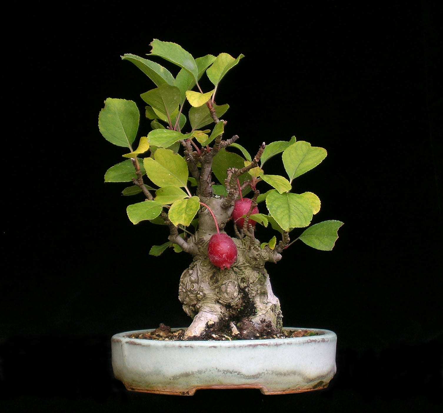 Product Apple Tree Bonsai