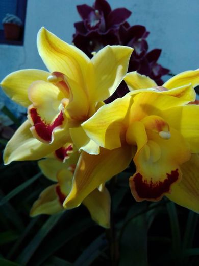 Orquídeas - amarelas