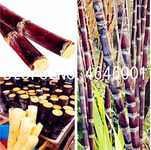 Social Suculenta caña de azúcar Semillas 50Pcs deliciosos vegetales y frutas Semillas de