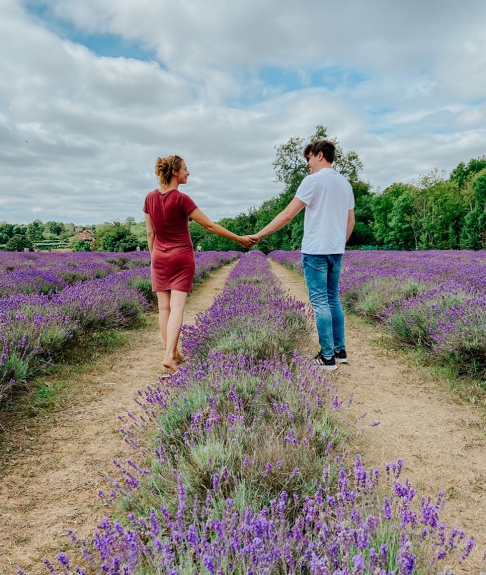 Place Mayfield Lavender Farm