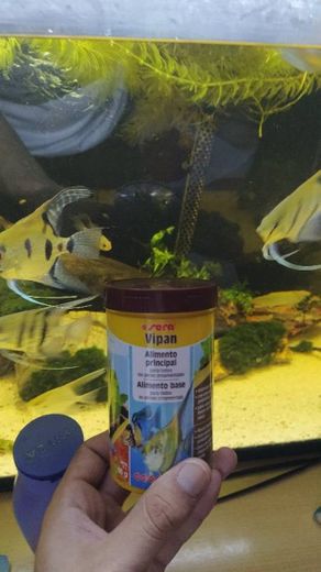 Sera Vipan Alimento principal para peces hornamentales