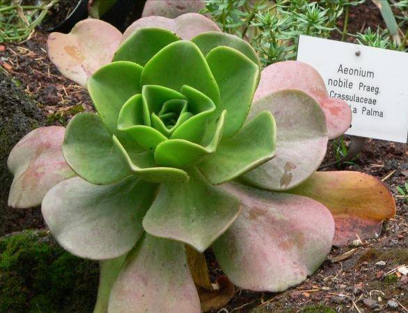 Moda Aeonium Nobile