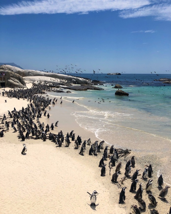 Lugar Boulders Beach