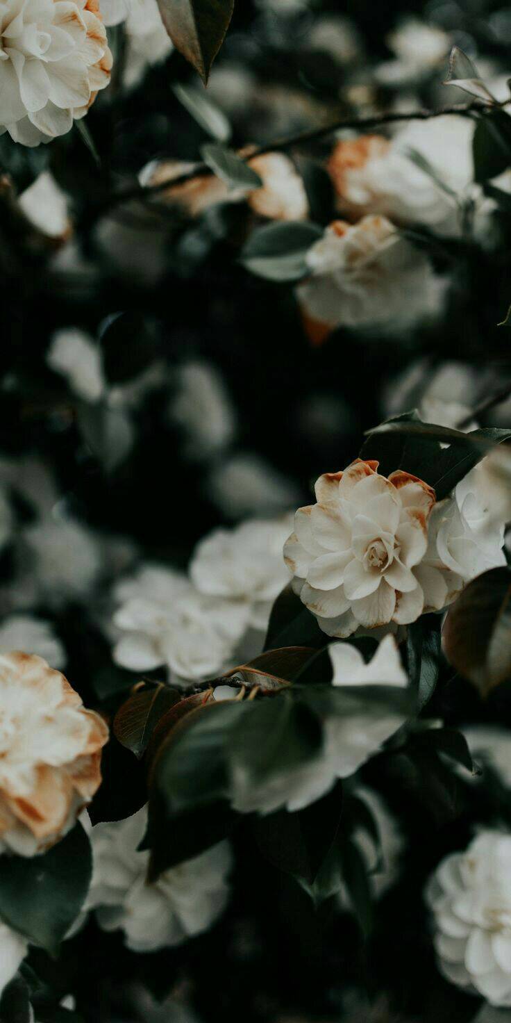 Wallpaper