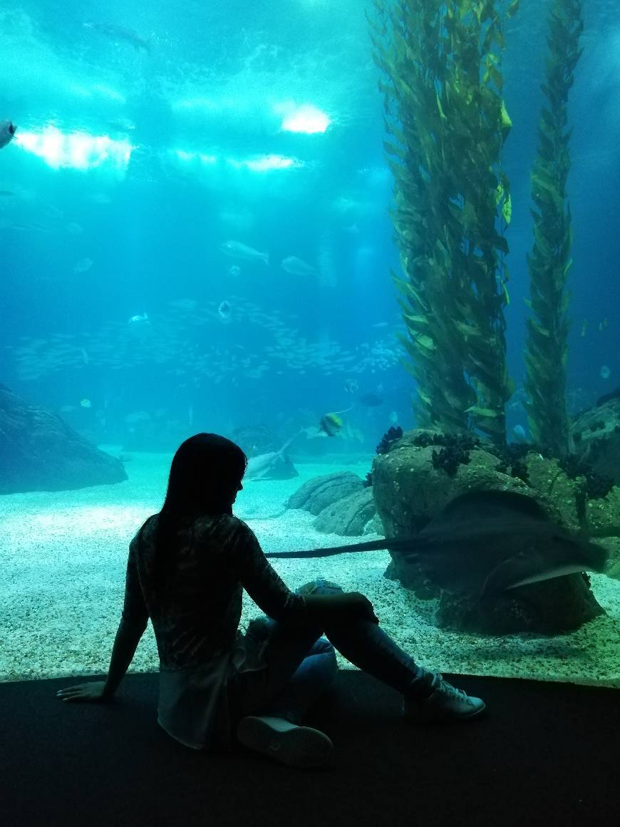 Lugar Oceanario de Lisboa