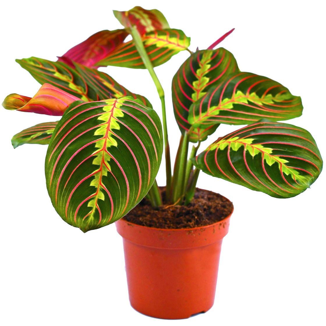 Products Maranta Tricolor