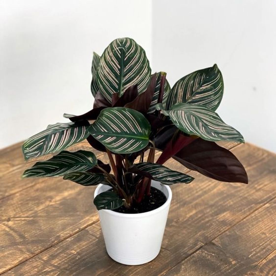 Producto Planta Calathea Ornata