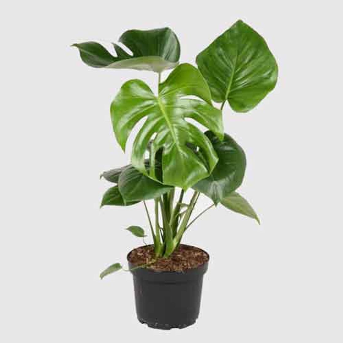 Producto Monstera Deliciosa