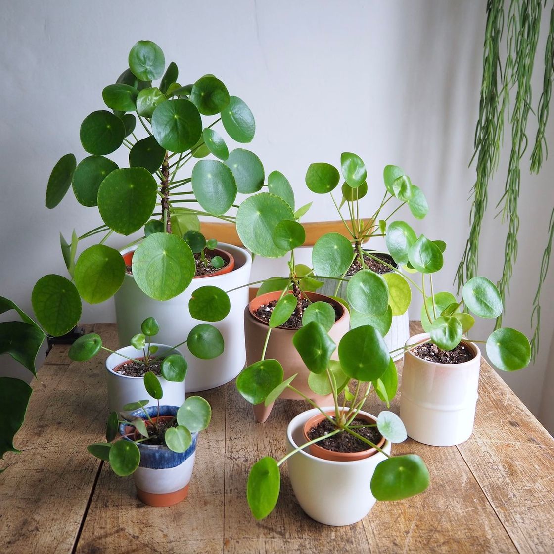 Producto Pilea Peperomioides