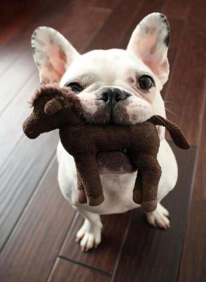 Bulldog com seu brinquedinho 