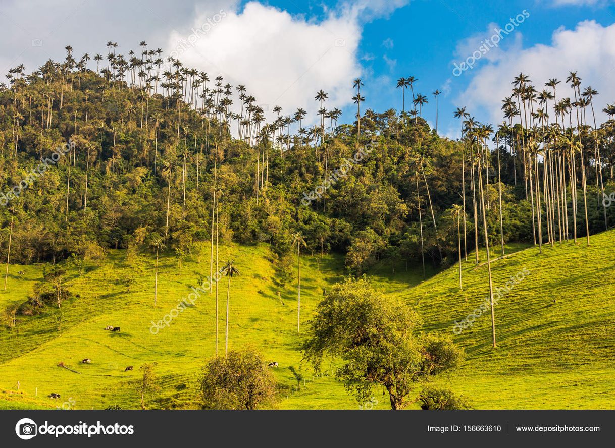 Fashion Bosques de Cocora 