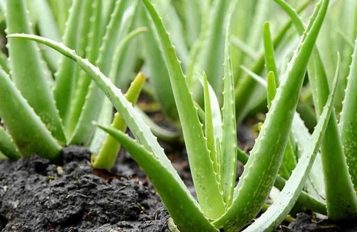 Sábila o Aloe Vera propiedades, formas de uso y ...