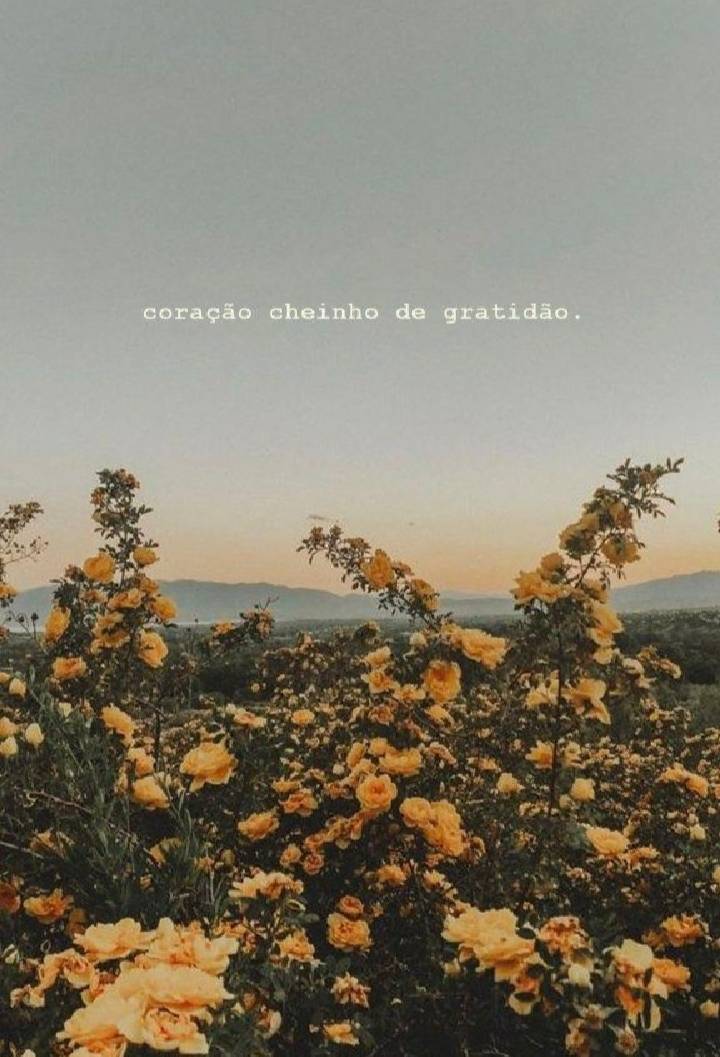 Gratidão 🌸