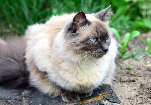 Gato Balinês