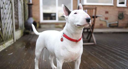 Bull terrier