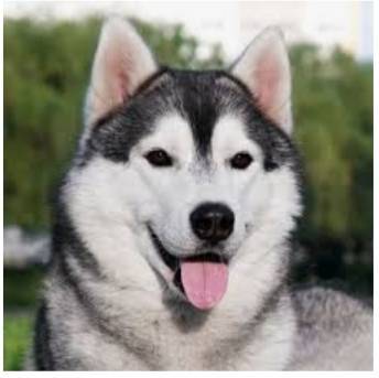 Husky Siberiano