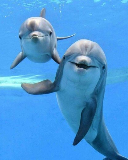 Golfinhos 🐬