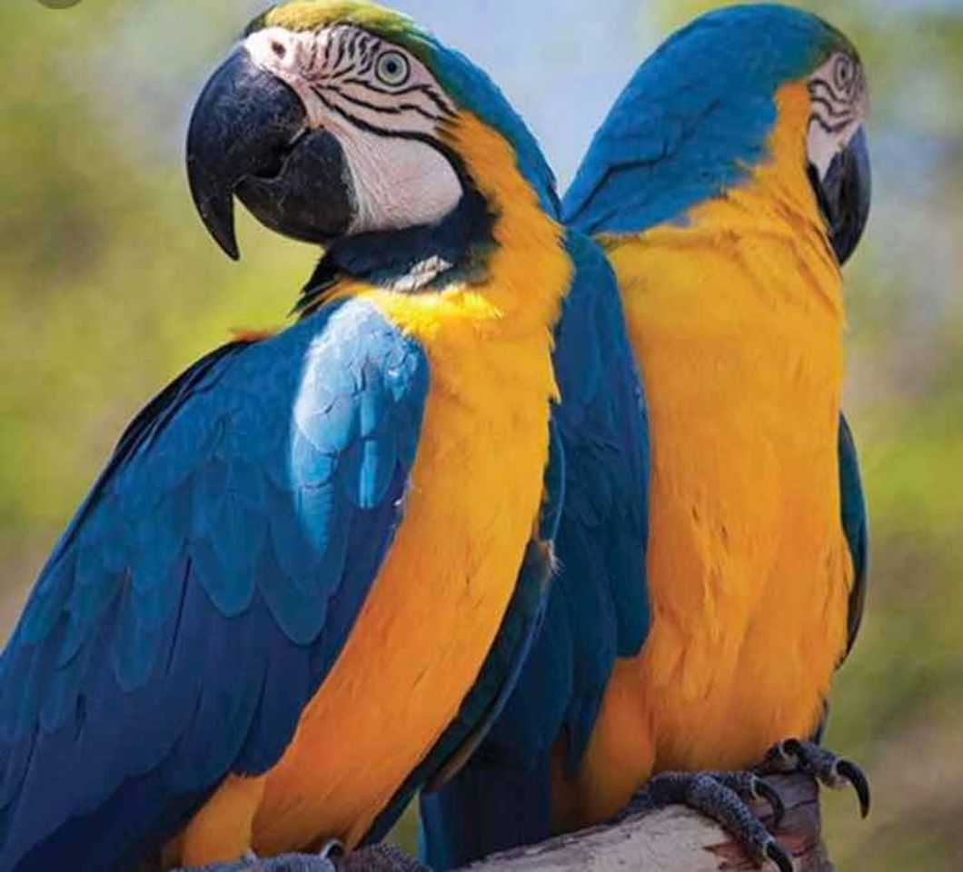 Social Arara-canindé 