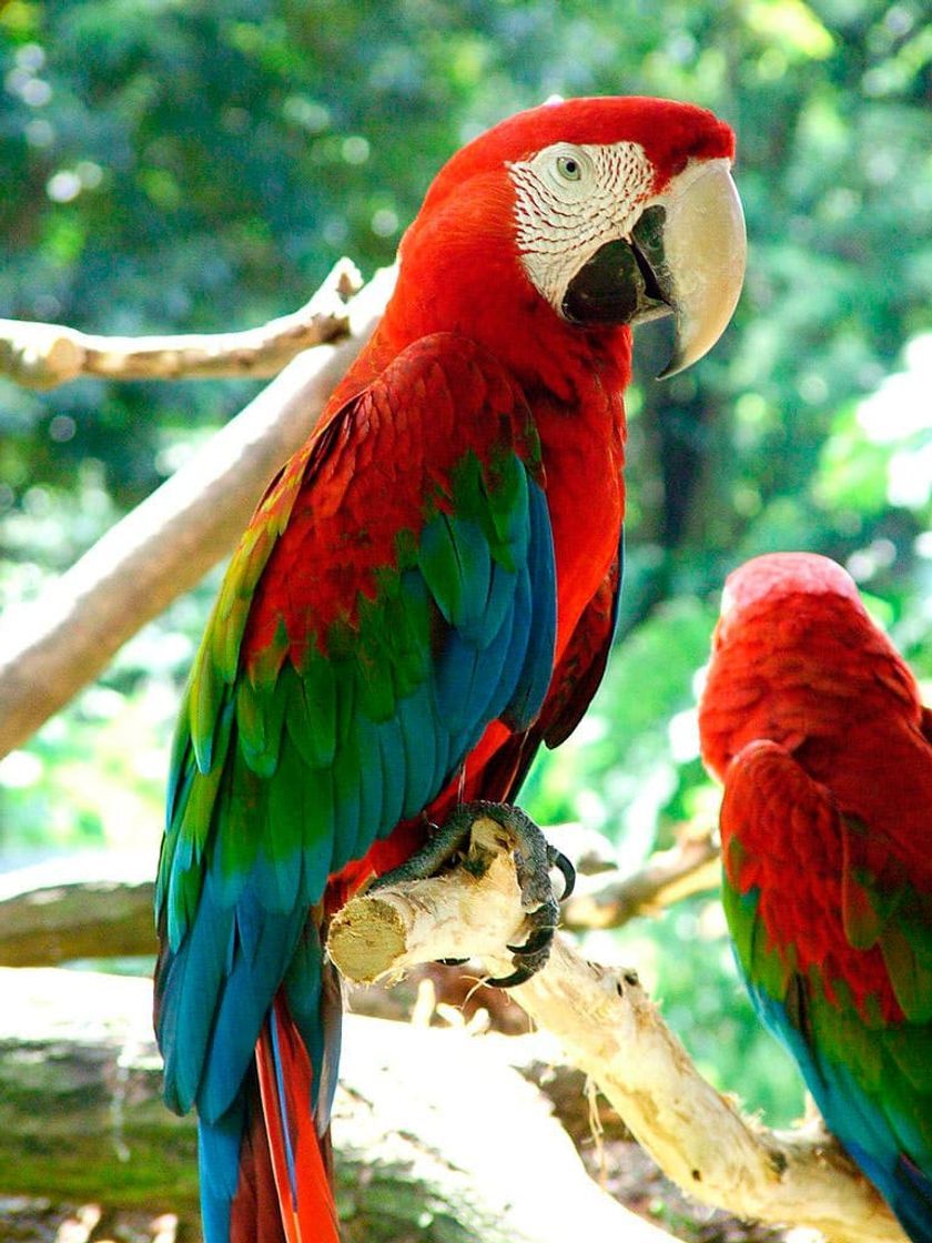 Social Arara vermelha 