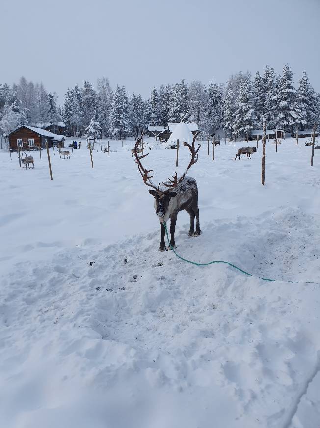 Lugar Reindeer Farm Petri Mattus