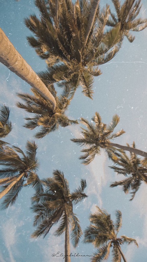 Wallpaper 