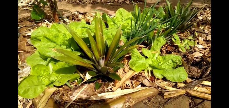 Moda Horta estilo agrofloresta