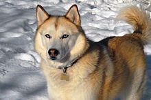 Siberian Husky - Wikipedia