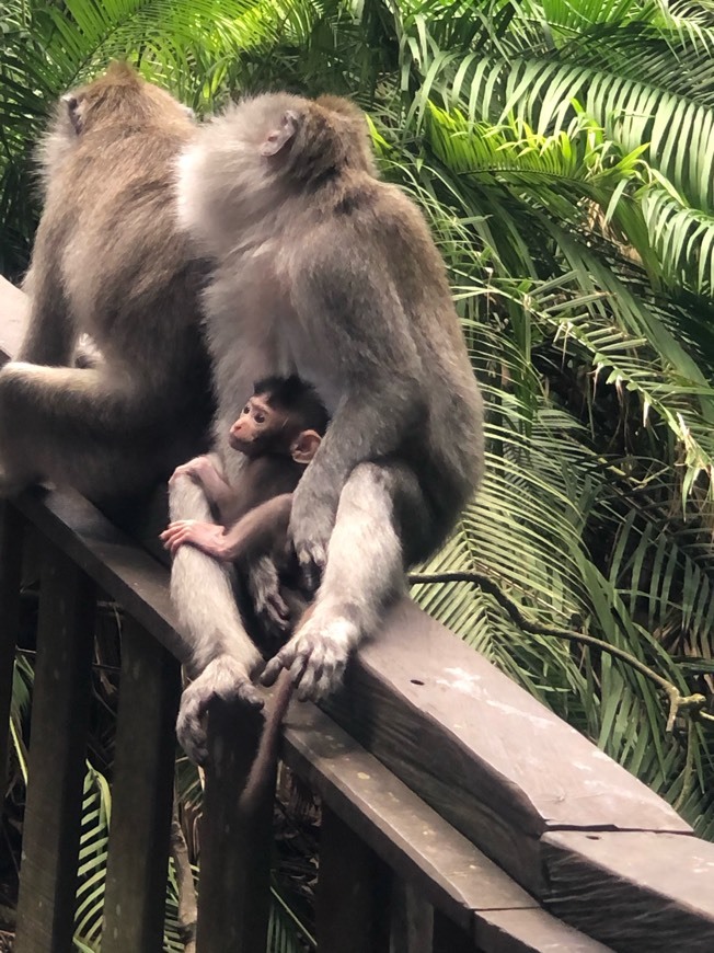 Lugar Sacred Monkey Forest Sanctuary