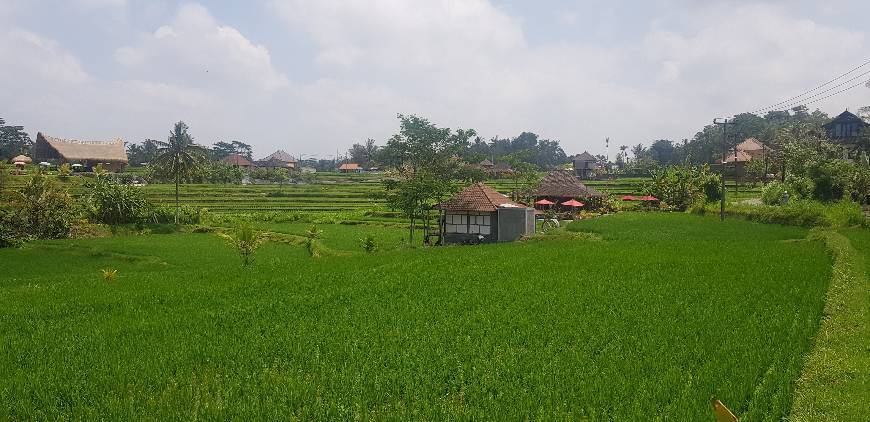 Lugar Ubud