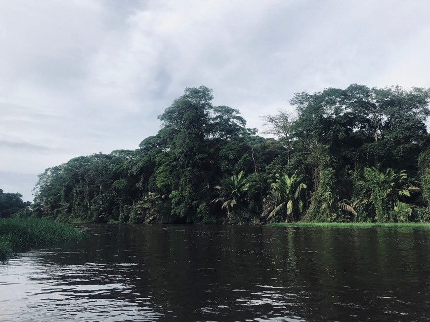 Place Tortuguero