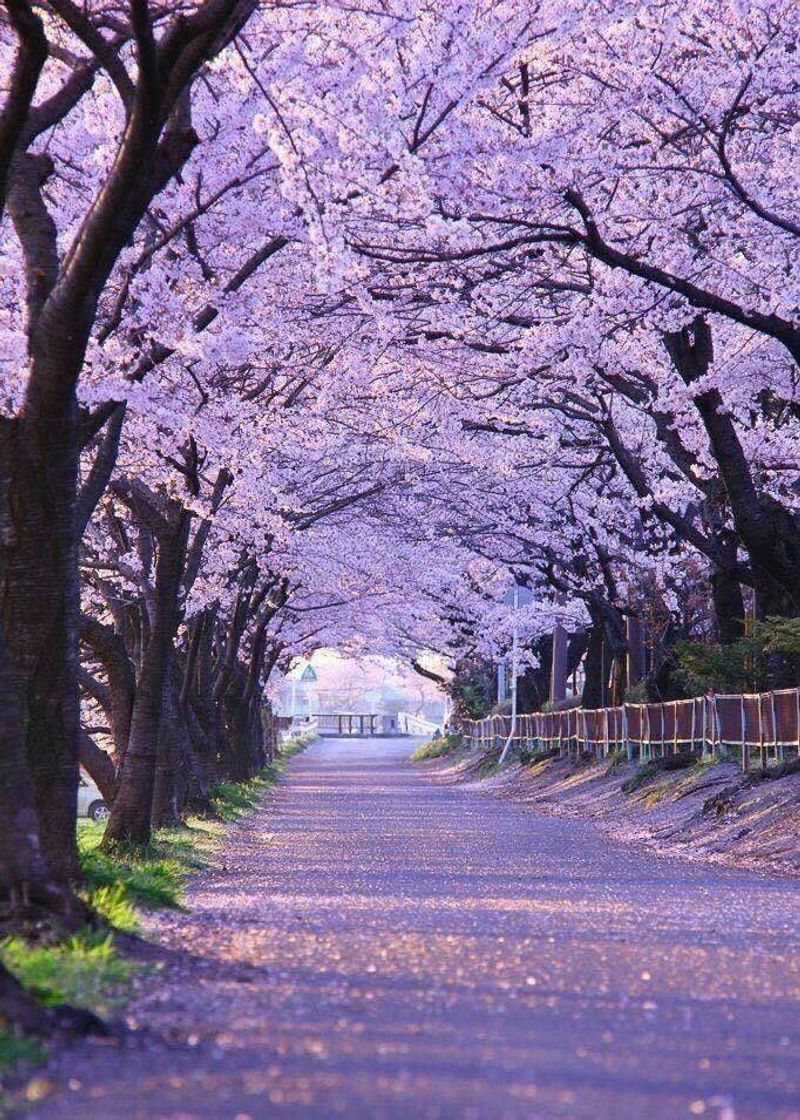 Lugares Blossoms