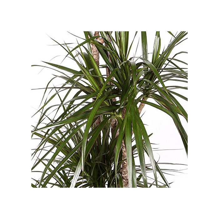 Social Dracaena Marginata - Maceta 17cm. - Altura aprox. 80cm - 2 Troncos