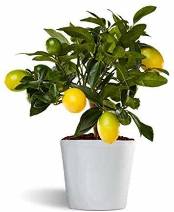 Social Limequat o limonella lakeland