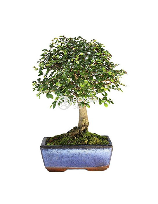 Social Bonsai - Olmo chino, 5 Años