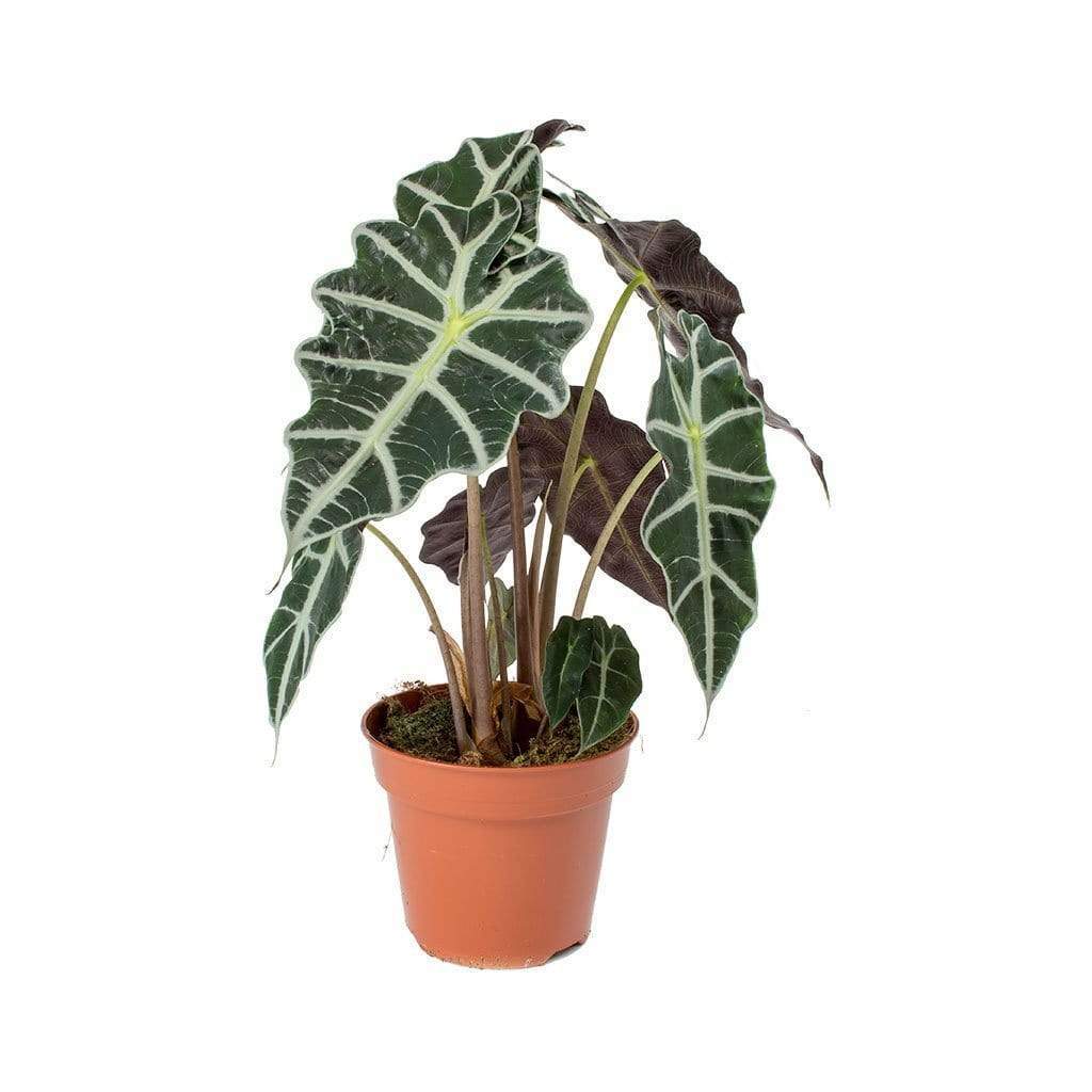 Productos Alocasia polly