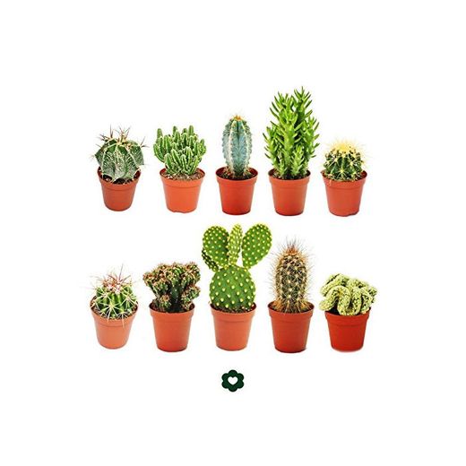 Set of 10 different cactus 5