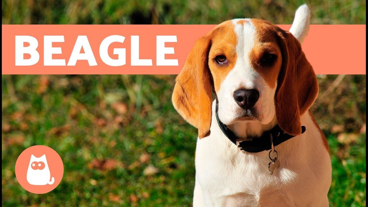 Moda PERRO BEAGLE - Historia, características y adiestramiento - YouTube