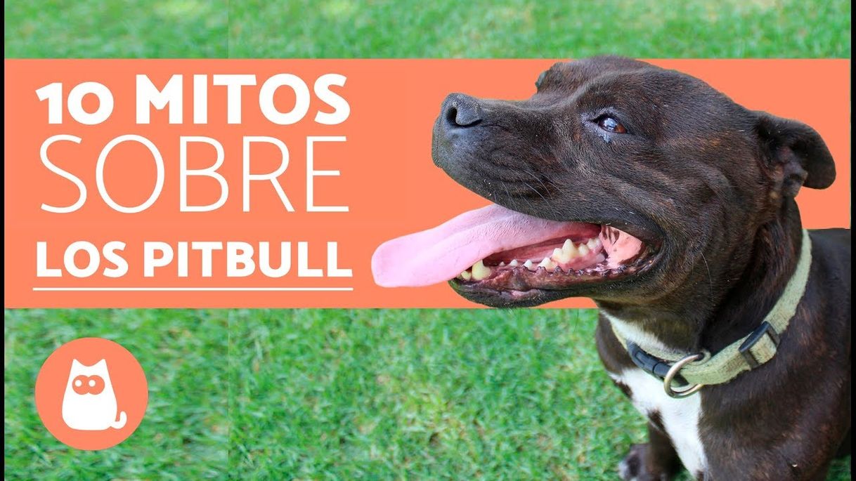 Moda 10 mitos sobre los pitbull - YouTube