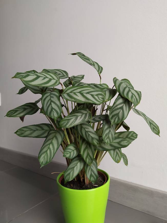 Fashion Calathea Care Guide - Greenery Unlimited